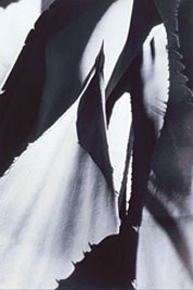 In an extremely tight closeup, agave cactus leaves create pointy contrasting images of reflected light and dark shadows.