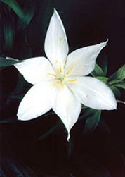 closeup of a delicate six petaled flower, the oval shaped petals taper to points at the outer edges.