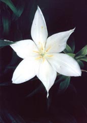 closeup of a delicate six petaled flower, the oval shaped petals taper to points at the outer edges.